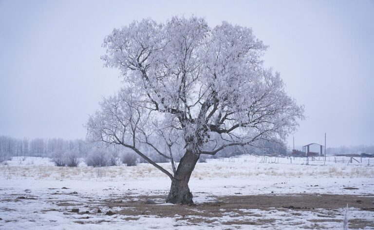 Edge of winter