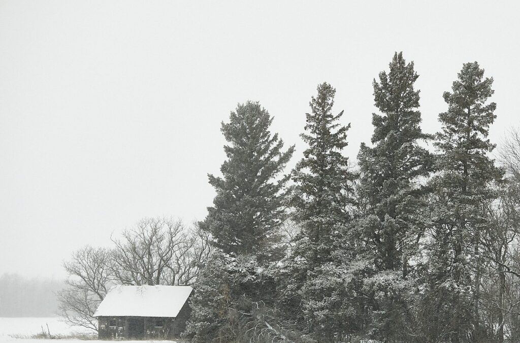 Snow-covered spruce trees and a small shed