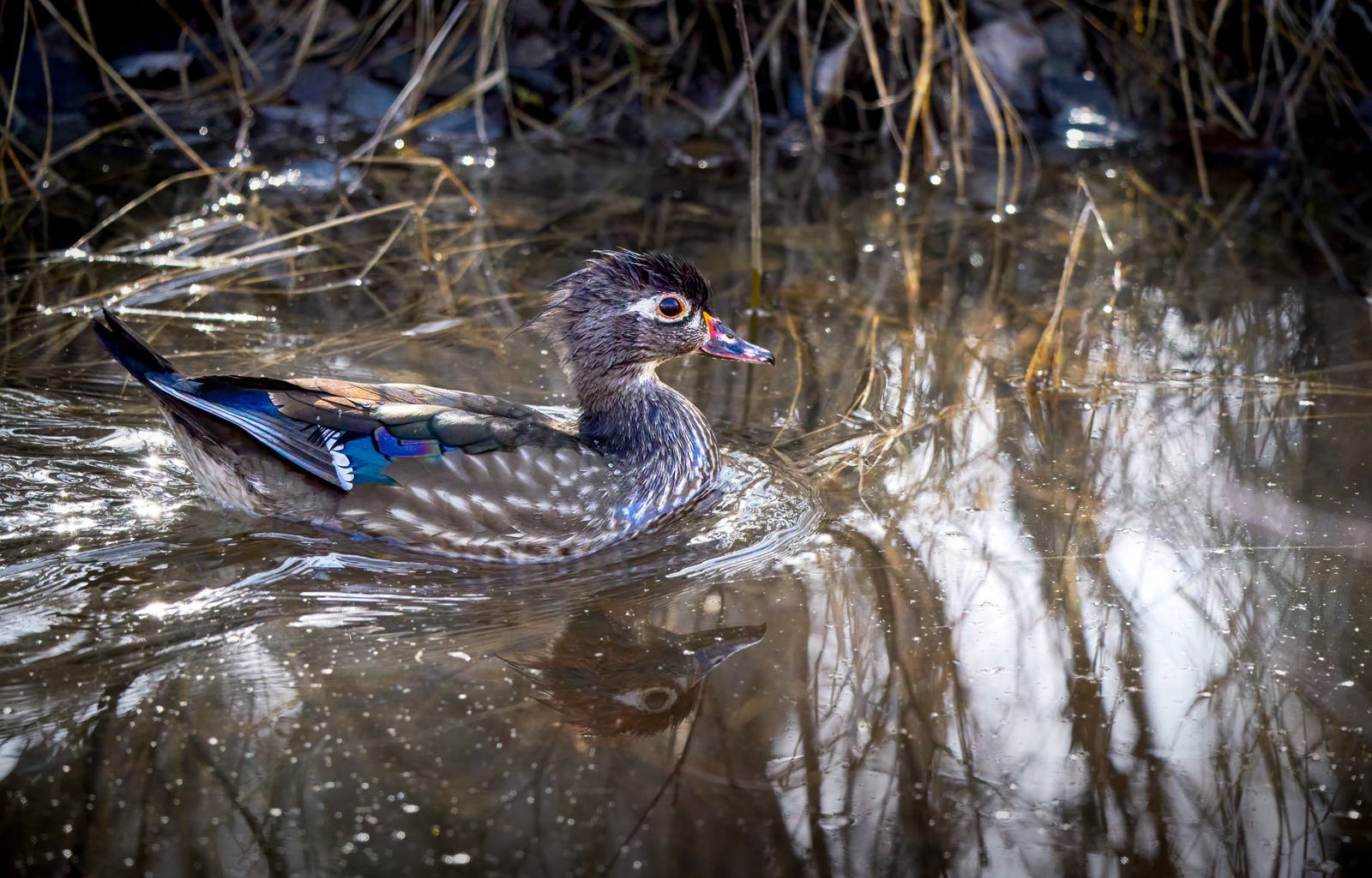 Wood duck photographed in Manitoba