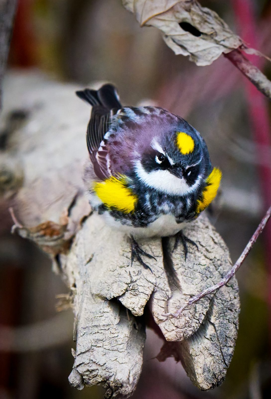 Yellow-rumped warbler photographed in Manitoba