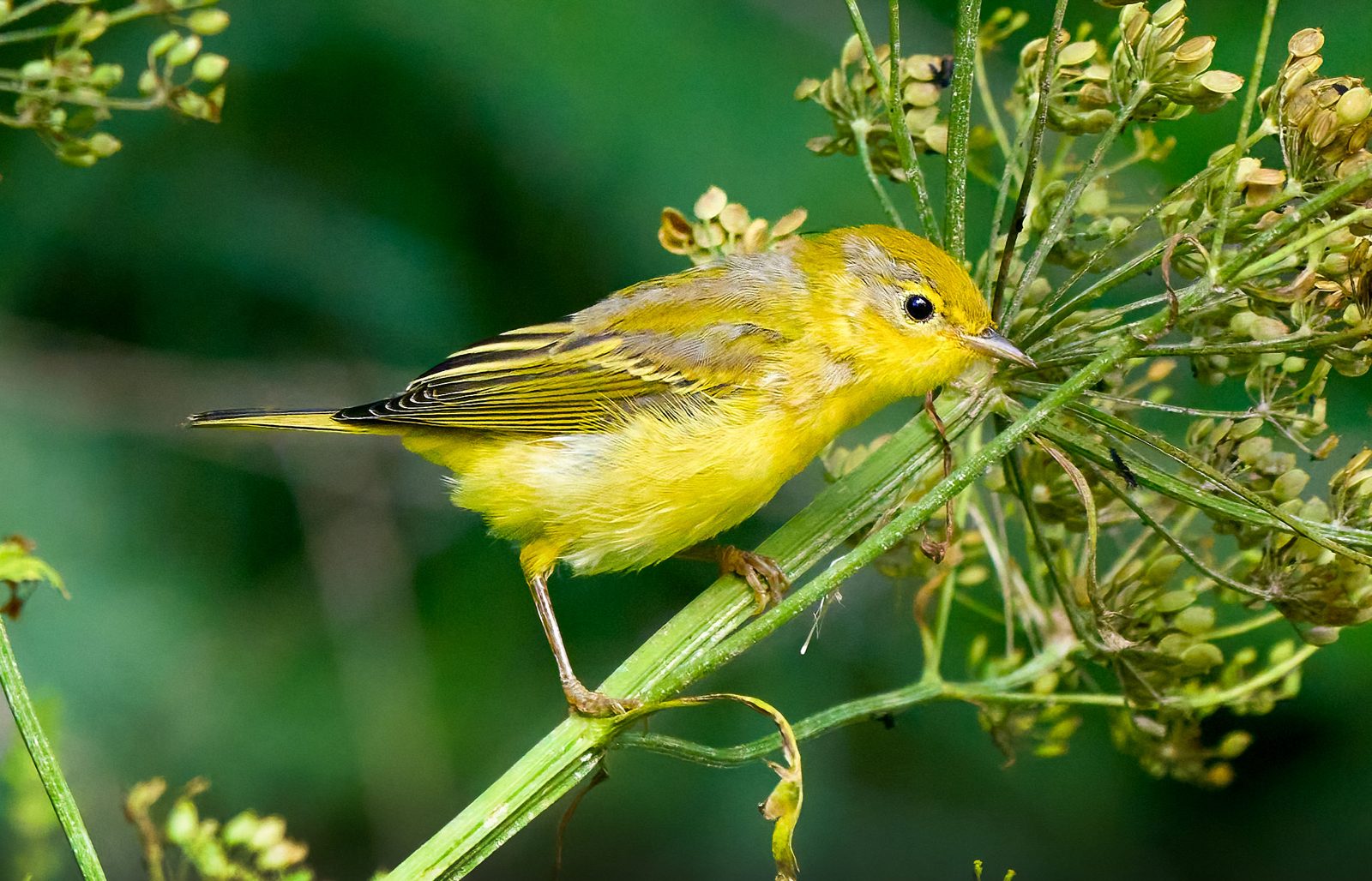 Yellow warbler photographed in Manitoba