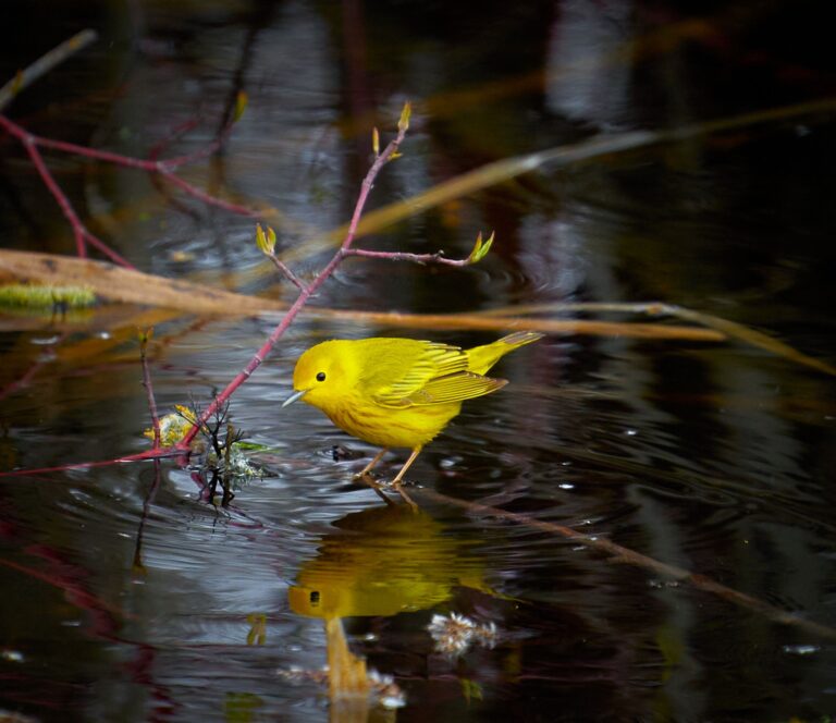 Yellow warbler wading at the edge of dark water with its reflection below, Manitoba