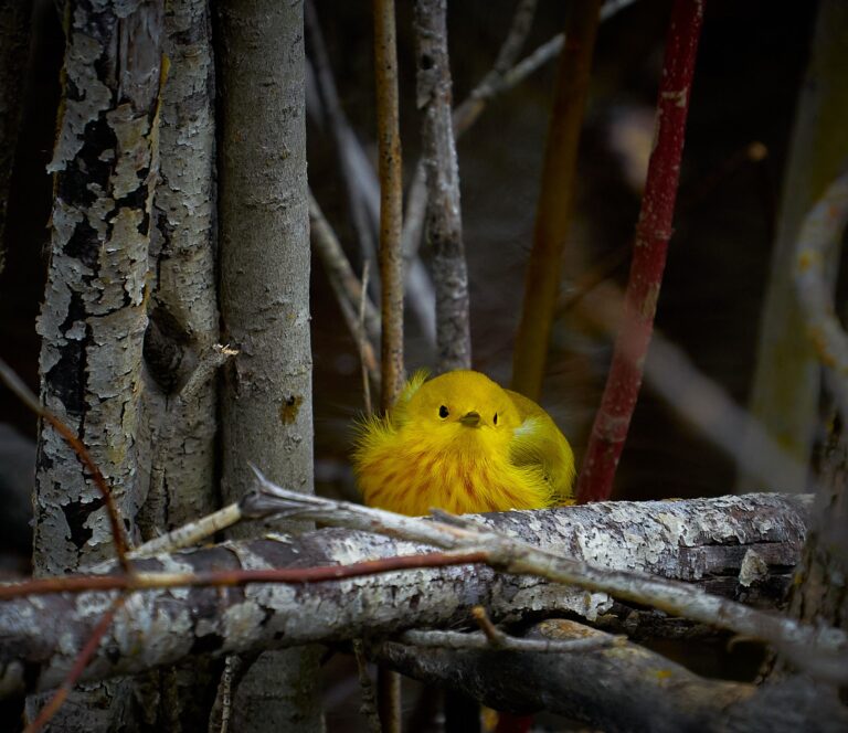 Fluffed-up yellow warbler perched on a branch among aspen stems, Manitoba