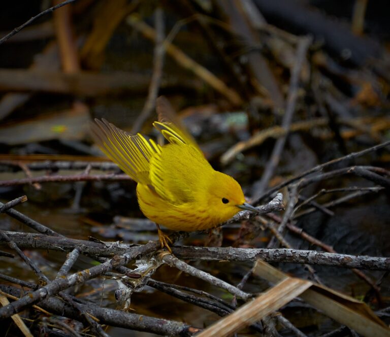 Yellow warbler with its wings raised on a tangle of twigs, Manitoba