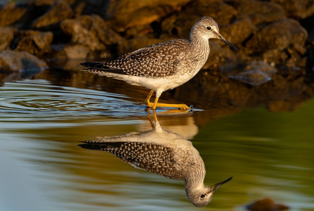 A lesser yellowlegs wading among wet rocks with its reflection in still water. Bird reflections in Manitoba