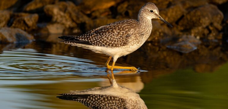 Stunning Bird Reflections in Manitoba: A Love Letter to Still Water